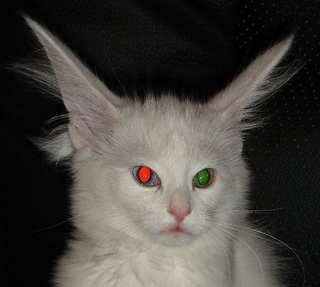 Illustration for article titled The Science Of How Eyes Glow In The Dark